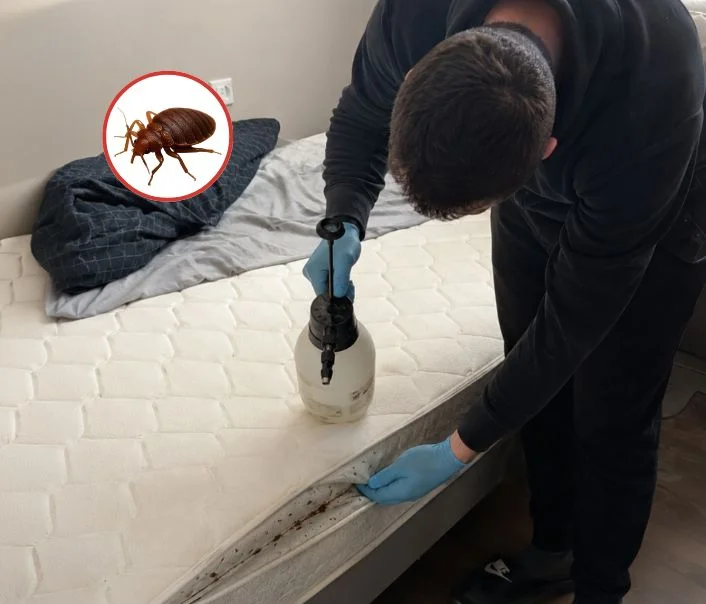 Technicien traitant un matelas contre les punaises de lit à Maurecourt